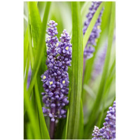 Border Grass big blue sense variety flowers-Paper Art-14"x20"