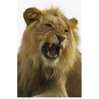 African Lion male growling, native to Africa-Paper Art-18"x26"
