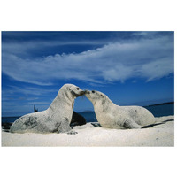 Galapagos Sea Lion pups covered in sand, Galapagos Islands, Ecuador-Paper Art-26"x18"