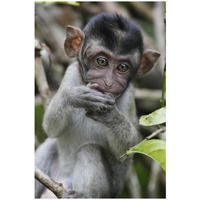 Long-tailed Macaque baby, Saba, Malaysia-Paper Art-18"x26"