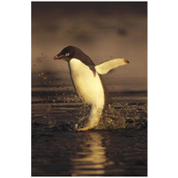 Adelie Penguin commuting, Cape Adare, Ross Sea, Antarctica-Paper Art-22"x32"