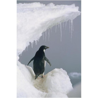 Adelie Penguin adult, Ross Sea, Antarctica-Paper Art-14"x20"