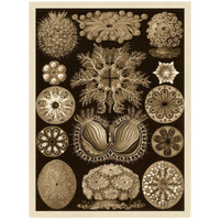 Haeckel Nature Illustrations: Ascidiae - Sepia Tint-Paper Art-20"x26"