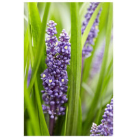Border Grass big blue sense variety flowers-Paper Art-22"x32"
