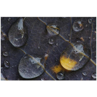 Water drops on a leaf, Goldenstedt, Lower Saxony, Germany-Paper Art-32"x22"