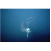 Bearded Seal swimming underwater, Norway-Paper Art-26"x18"