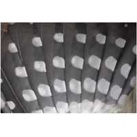 Great Spotted Woodpecker wing feather detail, Germany-Paper Art-38"x26"