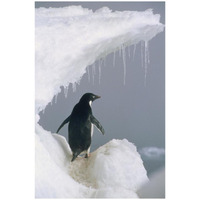 Adelie Penguin adult, Ross Sea, Antarctica-Paper Art-18"x26"