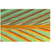 Close up of feather showing barbules branching off from barb and tiny barbicels-Paper Art-26"x18"