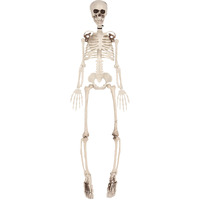 Plastic Skeleton