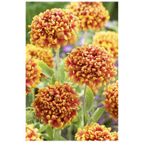 Blanketflower dakota reveille variety flowers-Paper Art-22"x32"