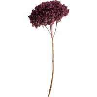 15" Purple Orchid Hydrangea Stem