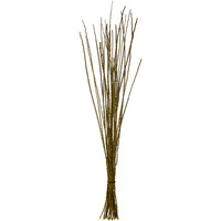 36-40" Lt Basil Caba Spines 24oz