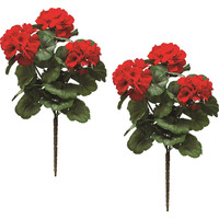 Geranium Bush (Set of 2)