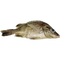 Frey Scientific Choice Preserved Perch, Plain Injected, Vacuum-Sealed Pack of 10