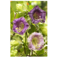 Cup-and-saucer Vine flowers-Paper Art-22"x32"