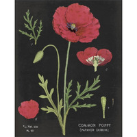 Poppy Chart -Paper Art-24"x30"
