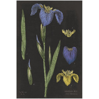 Iris Chart -Paper Art-22"x32"
