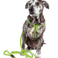 Reflective Stitched Easy Tension Adjustable 2-in-1 Dog Leash and Harness(D0102H7LWIV.)