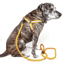Reflective Stitched Easy Tension Adjustable 2-in-1 Dog Leash and Harness(D0102H7LW2Y.)