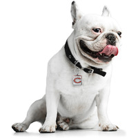 Chicago Bears Pet Collar Charm