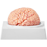 VEVOR Human Brain Model Anatomy, 1:1 Life-Size 9-Part Human Brain Anatomical Model with Labels & Display Base, Detachable Brain Model for Science Research Teaching Learning Classroom Study Display