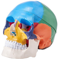 VEVOR Human Skull Model, 8 Parts Brain & 3 Parts Skull, Life-Size Painted Anatomy Skull Model, PVC Anatomical Skull, Detachable Learning Skull Model for Professional Teaching, Researching and Learning