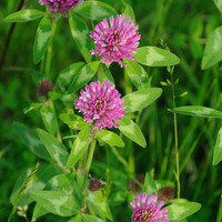 Outsidepride Red Clover Legume Seed For Pasture  Hay   Soil Improvement - 2 Lbs