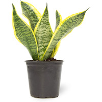 Altman Plants  Live Snake Plant  Sansevieria Trifasciata Superba  Fully Rooted Indoor House Plant In Pot  Mother In Law Tongue Sansevieria Plant  Potted Succulent Plant  Houseplant In Potting Soil