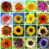 1000 Sunflower Seeds For Planting Heirloom Non-Gmo  Bulk Package Of 15 Varieties Mix Seeds  Individually Packaged  Attracts Pollinators