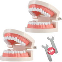 2 Pack Standard Teeth Model Adult Standard Typodont Demonstration Denture Model For Kids Dental Teaching  Clean Display  Education  Study (No Wisdom Teeth)(With 2 Fixed Wrench)
