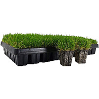 Zoysia Plugs - 50 Large Grass Plugs - Drought Tolerant  Low Maintenance Ezplug