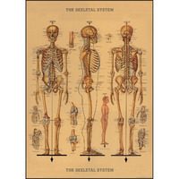 Decorative Wrap 20X28 Skeleton