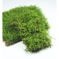 Lucky Plant Live Moss For Terrarium Fern Moss Bonsai Moss Live Sheet Moss Reptiles Moss Sheet Moss Pincushion Moss For Ndoor Planters 50 Square Inches Of Three Different Types Of Live Moss Delivered