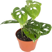 California Tropicals Monstera Adansonii Real Live Indoor Houseplants - Big Low Light Tropical Plant For Air Purifying Decorations - 4"" Pots Easy Planting In Homes  Offices  And Outdoor Gardens