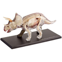 Tedco 4D Vision Triceratops Anatomy Model