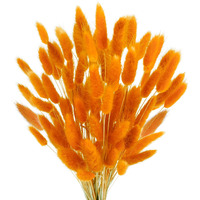 Phliofd 100 Pcs Bunny Tails Dried Flowers  Natural Dried Bunny Tails Grass Dried Lagurus Ovatus Rabbit Tail Grass For Flowers Arrangements Diy Craft Wedding Party Home Table Decor (Orange)