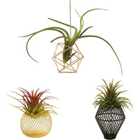 Rojax Pack Of 3 Air Plant Metal Stand  Black  Rose Gold  Indoor/Outdoor  3 In H X 5 In W X 5 In D