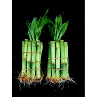 20 Stalks Of 4 Inches Straight Lucky Bamboo