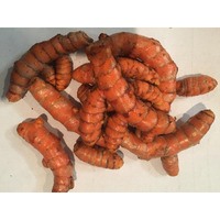 Fresh Organic Turmeric Root - 2 Lb Whole Raw Root By Fijian Spice Company