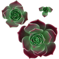 Global Sugar Art Succulent Taurus Sugar Cake Flowers Assortment With Wire, 3 Count By Chef Alan Tetreault