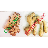 Non Gmo Fresh Ginger From Peru (1)