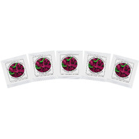 Yogurt Starter Cultures - Pack Of 5 Freeze-Dried Culture Sachets For Acidophilus Yogurt