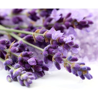 Olivenation Premium Natural Lavender Extract - 8 Ounces - Perfect For Cakes, Whipped Creams, Teas, Chocolates And Other Delectable Desserts - Baking-Extracts-And-Flavorings