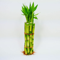Bamboo Stalks With Shoots, 10""