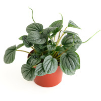 Shop Succulents Peperomia Frost, Live Indoor Plant, Low Maintenance Compact Houseplant With Striking Silver-Gray Leaves, Ideal For Home Decor, Office, And Room Enhancement, 6 Inch Nursery Pot