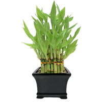 Athena's Garden Classic Three Layer Lucky Bamboo Plant Indoor Live Tower In Black Ceramic Container