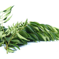 Fresh Organic Curry Leaves, 100% Natural, Grown In Phoenix, Usa, Pesticide-Free, 3.5 Oz (100G), 25-30 Stems