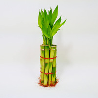 Lucky Bamboo Stalks With Shoots, 8""