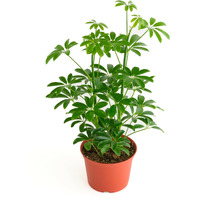 Shop Succulents Heptapleurum Arboricola, Live Indoor Plant, Low Maintenance Dwarf Umbrella Tree, Ideal For Home Decor, Office, And Room Enhancement, 6 Inch Nursery Pot